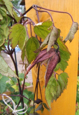 DSCF0974.JPG