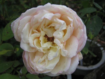 IMG_5835_Small.JPG