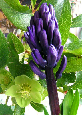Hyazinth_Helleborus.jpg