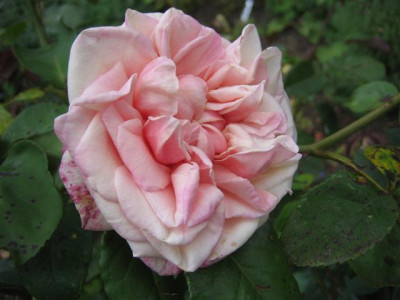 baronne_henriette_snoy.JPG