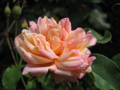 IMG_5847_Small.JPG