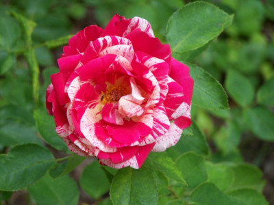 Juli_2009_Papgeno_Blute.jpg