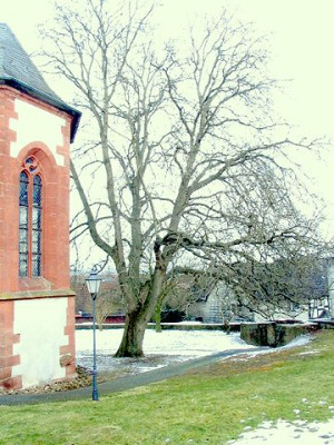 Ebsdorf_Nussbaum.jpg
