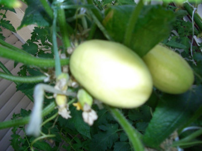comp_CIMG1643.jpg