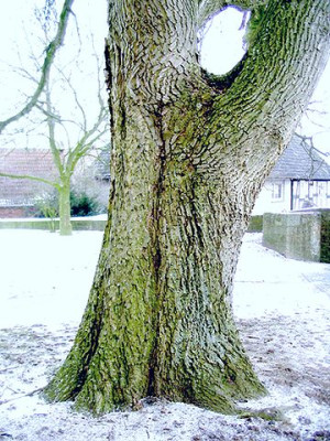 Ebsdorf_Nussbaum_2.jpg