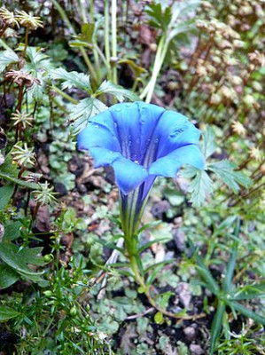 Gentiana_helophila_fars_2009.jpg