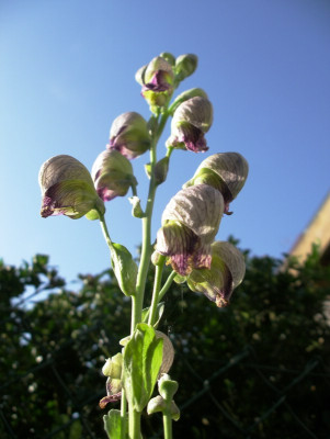 comp_Aconitum_heterophyllum.jpg