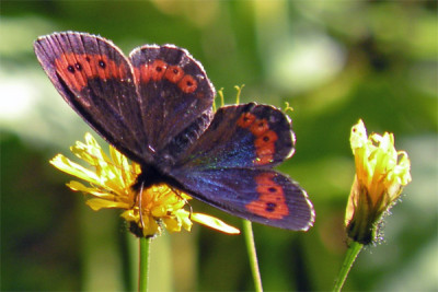 milchfleck_schmetterling_01.jpg