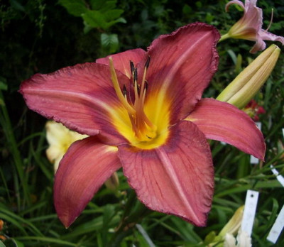 Samling_aus_2009.jpg