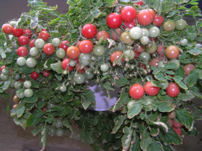 tomaten220709.jpg