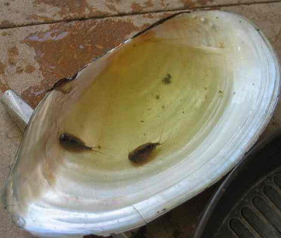 triops.jpg