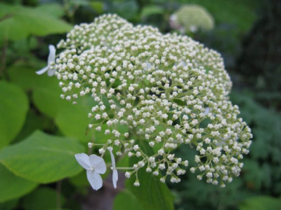 H_arborescensIMG_1938_640x480.JPG