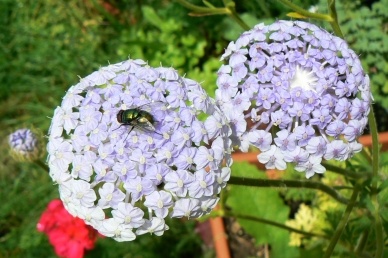 Didiscus_caeruleus_090722.jpg