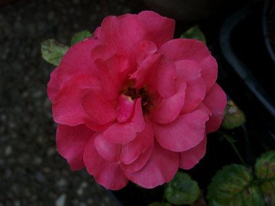 fbb_fd_x_lb10-ggf.jpg