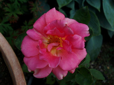 fbb_zwerggarten_072009.jpg