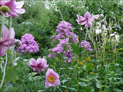 Phlox_Anemone_Persicaria.jpg