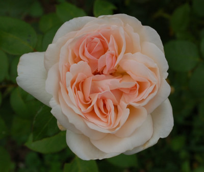 Sebastian_Kneipp_0027__54594.jpg