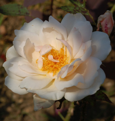 Claire_de_Lune_0025__54680.jpg
