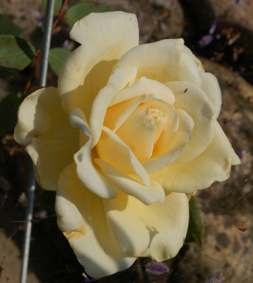 Organdie_0024__54664.jpg