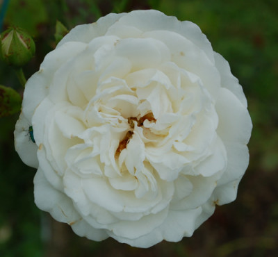 Penny_Lane_0026__54570.jpg