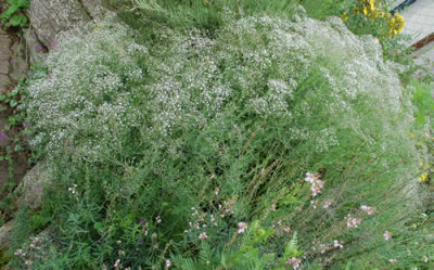 Gypsophila_0010__54527.jpg