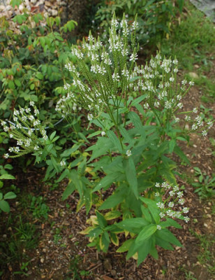 Lanzen-Eisenkraut_Verbena_hastata_Album_0010__54520.jpg