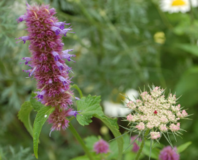 Duftnessel_Agastache_rugosa_Black_Adder_0010__54460.jpg