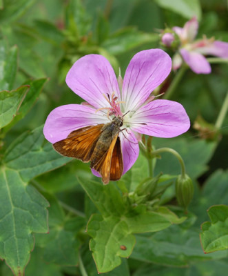 Geranium_koreanum_0010__54443.jpg