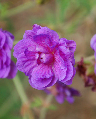 Geranium_pratense_Plenum_Violaceum__0010__54477.jpg