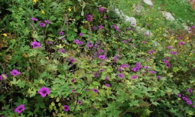 Geranium_Ann_Folkard_0010__54476.jpg