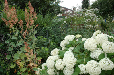 Macleaya_cordata__Hydrangea_arborescens_Annabelle_0010__54495.jpg