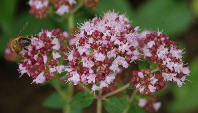 Origanum_vulgare_0010__54492.jpg