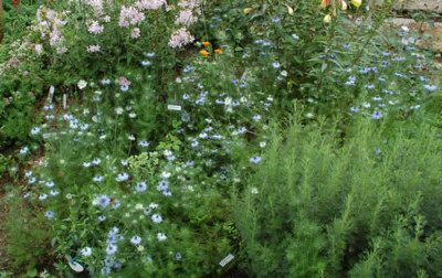 Nigella_damascena_0010__54529.jpg
