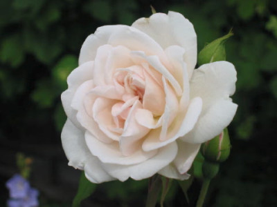 Mlle_de_Sombreuil_Juli_09.jpg