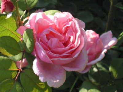 Brother_Cadfael_Juli_09.jpg