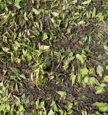 Omphalodes-verwelkt.jpg