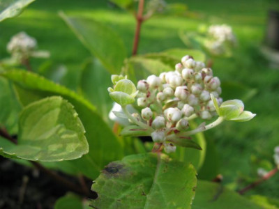 H_pan_DharumaIMG_1754_640x480.JPG