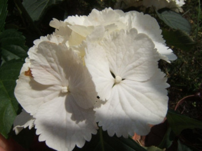 Hydrangea.JPG