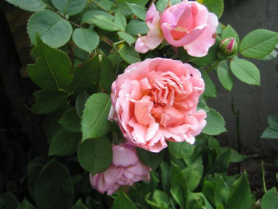 IMG_5861_Small.JPG