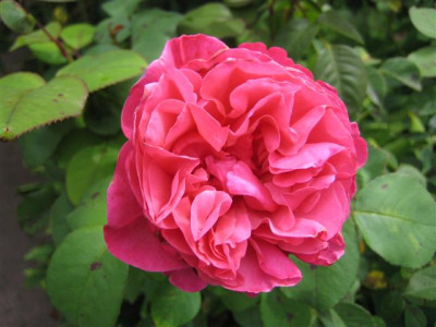 line_renaud_Small.JPG