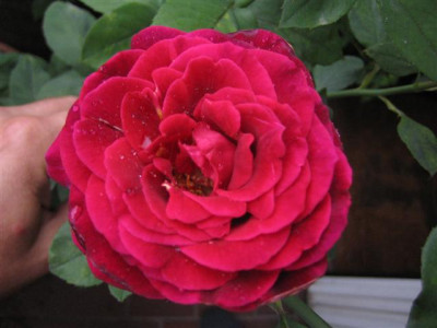 IMG_5875_Small.JPG