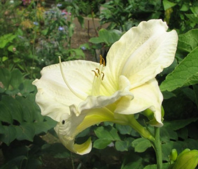 white_temptation_fragezeichen.JPG