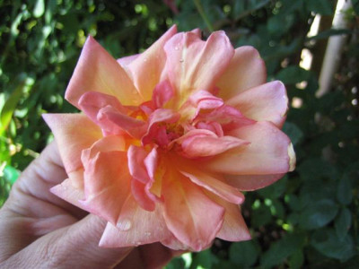 IMG_5888_Small.JPG