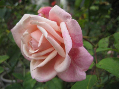 baronne_henriette_snoy_2009_Small.JPG