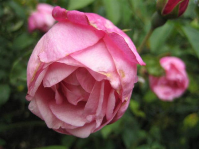 comtesse_de_caserta_2009_Small.JPG