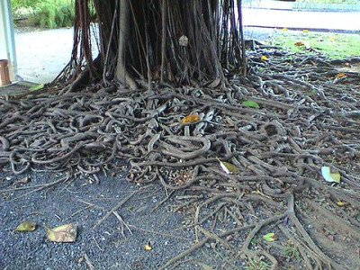 Ficus_elastica.JPG