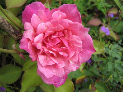 beaute_inconstante_2009_Small.JPG