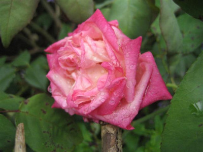 niles_cochet2_2009_Small.JPG