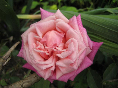 mme_lambard_2009_Small.JPG