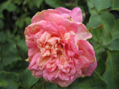 rosette_delizy2009_Small.JPG